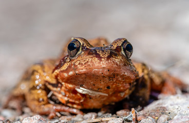 Close up of a orange colored frog in sunlight