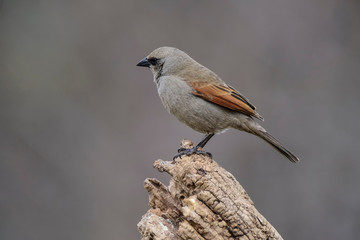 Fototapeta premium Bay winged Cowbird, perched on a trunk