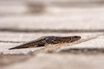 lizard on a stone in the forest