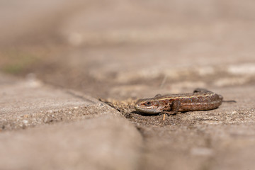 lizard on a stone in the forest
