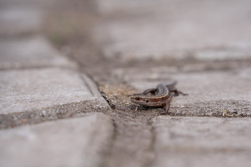 lizard on a stone in the forest
