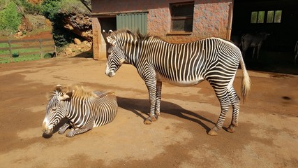 Z&egrave;bre Cantabria