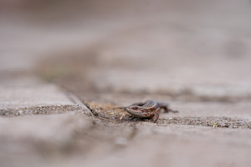 lizard on a stone in the forest