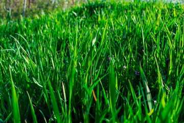 Fototapeta premium Young Green Grass. Sun day. Awakening of nature