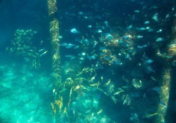 coral fish, coral reef, underwater