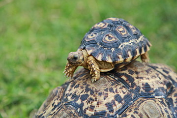 Leopard Berg Schildkröten Baby