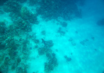 coral fish, coral reef, underwater