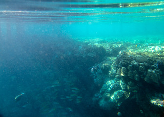 Fototapeta na wymiar coral fish, coral reef, underwater