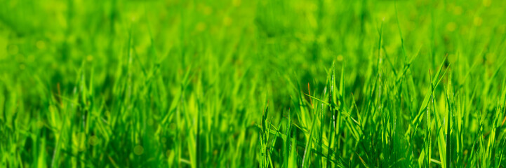 Banner 3:1. Close up vibrant fresh green grass with sunlight rays. Spring background. Copy space. Soft focus