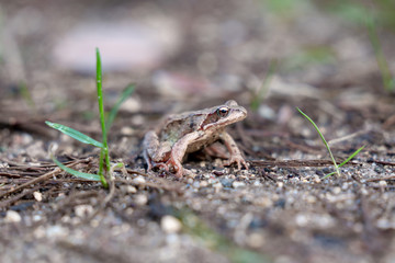 frog in the grass in the forest