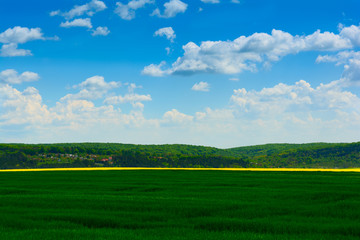 Obraz premium Green wheat and Yellow rapeseed fields in bloom. Spring background. Copy space. Soft focus