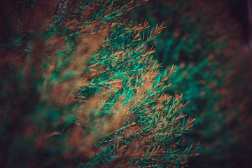 The background image of the leaves are orange, green, dark, brown, black. The image has both focus and non-focus.