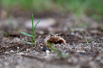 frog in the grass in the forest