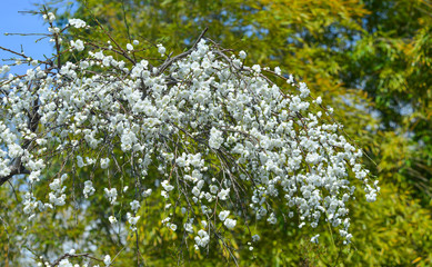 Fototapeta premium Cherry blossom in Yoshino Park, Japan