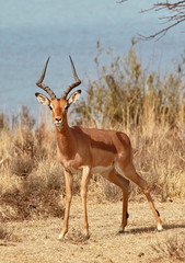 Impala Männchen