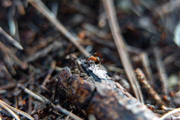 ants in a anthill in the forest