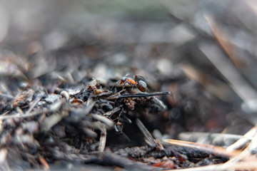 ants in a anthill in the forest