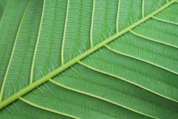 closeup of green leaf