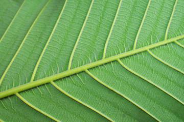 closeup of green leaf