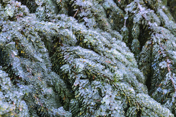 Close-up of pine tree covered with frozen ice in winter