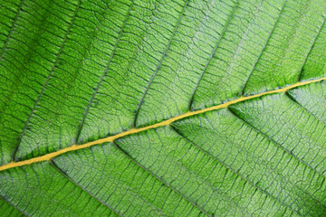 texture of green leaf