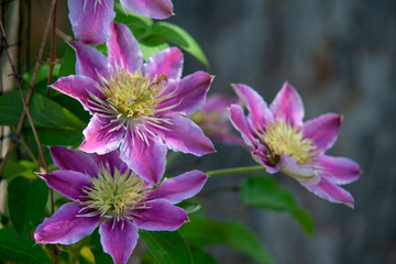 Blumen Pflanzen Farbe Blüten 2019 Sommer Feeling 