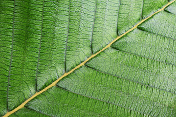texture of leaf