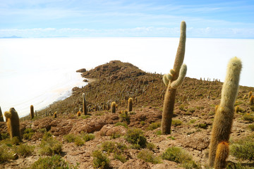 The Rocky Outcrop Isla Incahuasi or Isla del Pescado, full of Trichocereus Cactus Located in the Middle of Uyuni Salt Flats, Potosi, Bolivia, South America