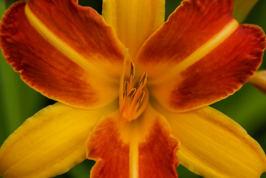 Hemerocallis X Cultorum Frans Hals