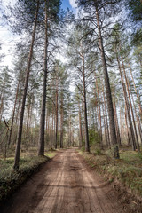 path in the Pine  forest