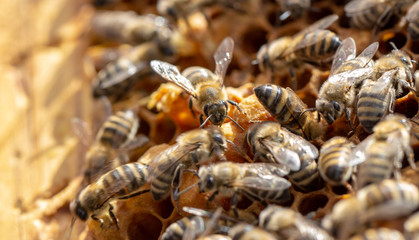 Bees are working in an open hive, which serves a beekeeper