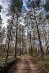 path in the Pine  forest