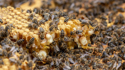 Bees are working in an open hive, which serves a beekeeper