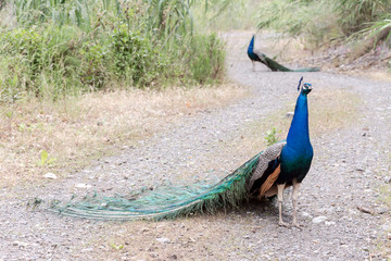 Obraz premium Peacock on the path in the garden