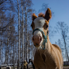 Two horses, a brown colt and a white mother in a pen.