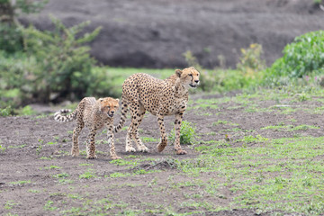 Beautiful Cheetah and her older Cub in the Serengeti Plains of Tanzania Africa