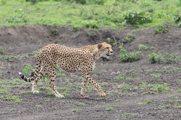 Beautiful Cheetah and her older Cub in the Serengeti Plains of Tanzania Africa