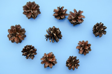 Big set of cones various coniferous trees