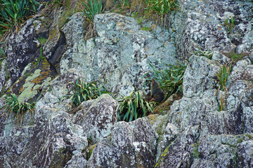 View of a wild New Zealand fur seal on a rock in the Bay of Islands, New Zealand