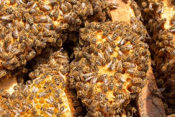 Bees are working in an open hive, which serves a beekeeper