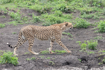 Obraz premium Beautiful Cheetah and her older Cub in the Serengeti Plains of Tanzania Africa