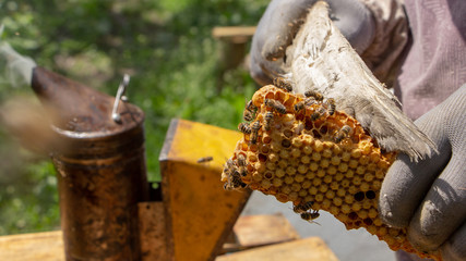 Bees are working in an open hive, which serves a beekeeper