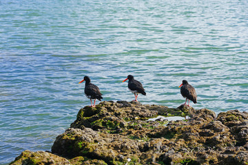View of a wild New Zealand tern bird in the Bay of Islands, New Zealand