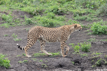Beautiful Cheetah and her older Cub in the Serengeti Plains of Tanzania Africa