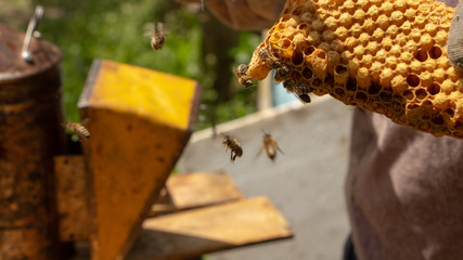 Bees are working in an open hive, which serves a beekeeper