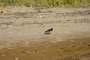 View of a wild New Zealand tern bird in the Bay of Islands, New Zealand
