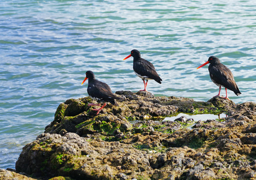 View of a wild New Zealand tern bird in the Bay of Islands, New Zealand