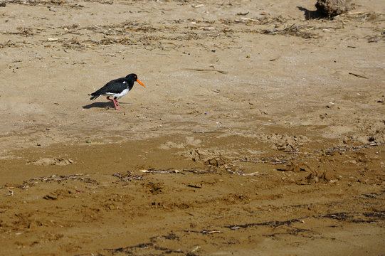 View of a wild New Zealand tern bird in the Bay of Islands, New Zealand