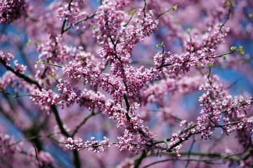 Seidelbast im Frühling blühend