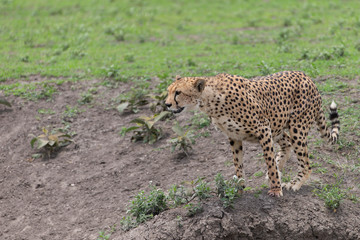 Beautiful Cheetah and her older Cub in the Serengeti Plains of Tanzania Africa
